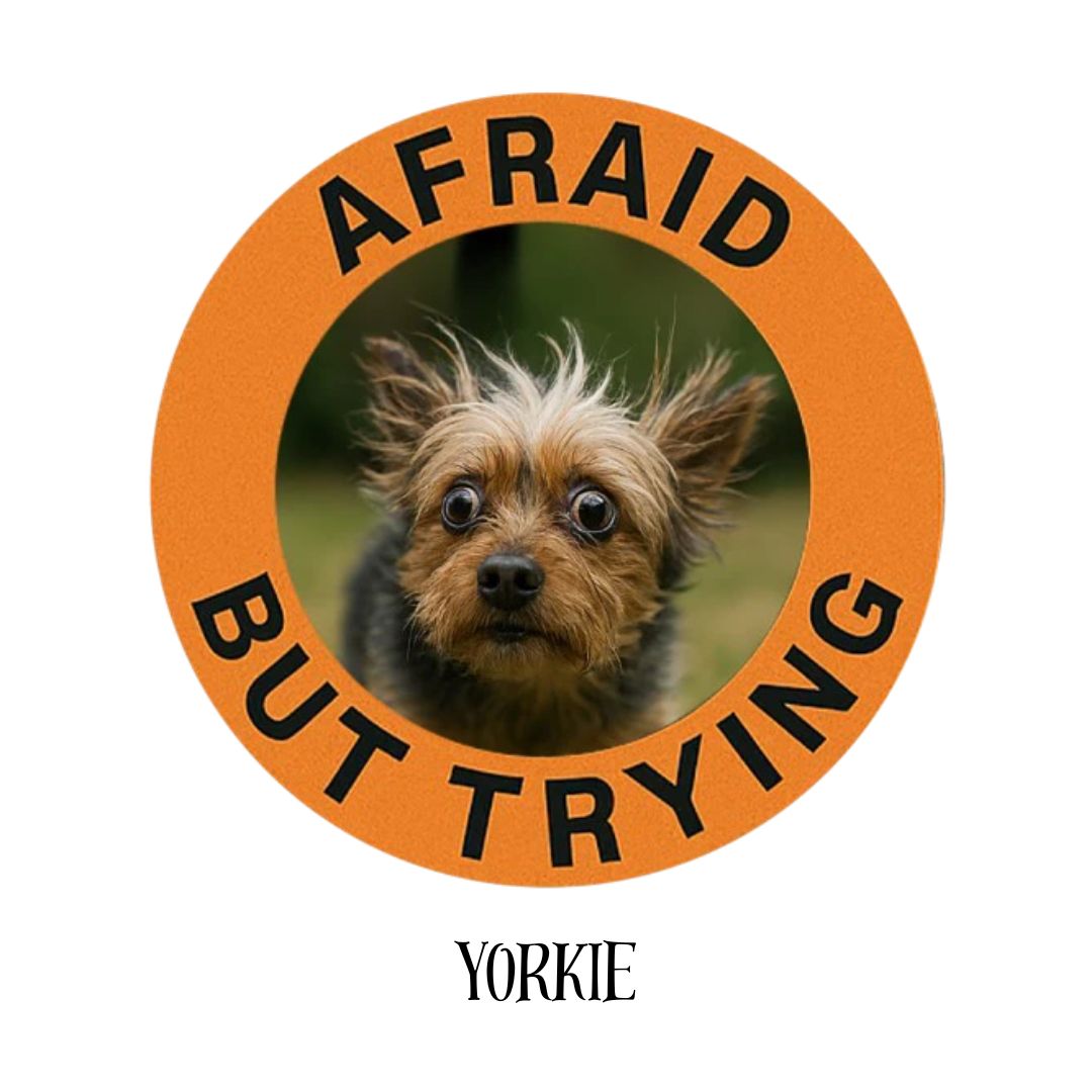 Yorkie