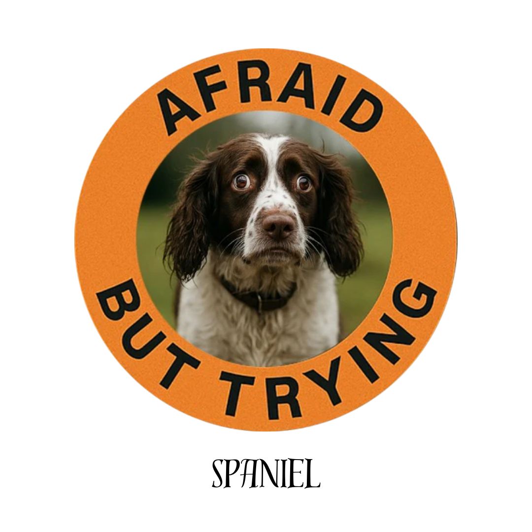 Spaniel