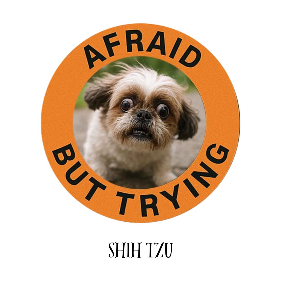 Shih Tzu
