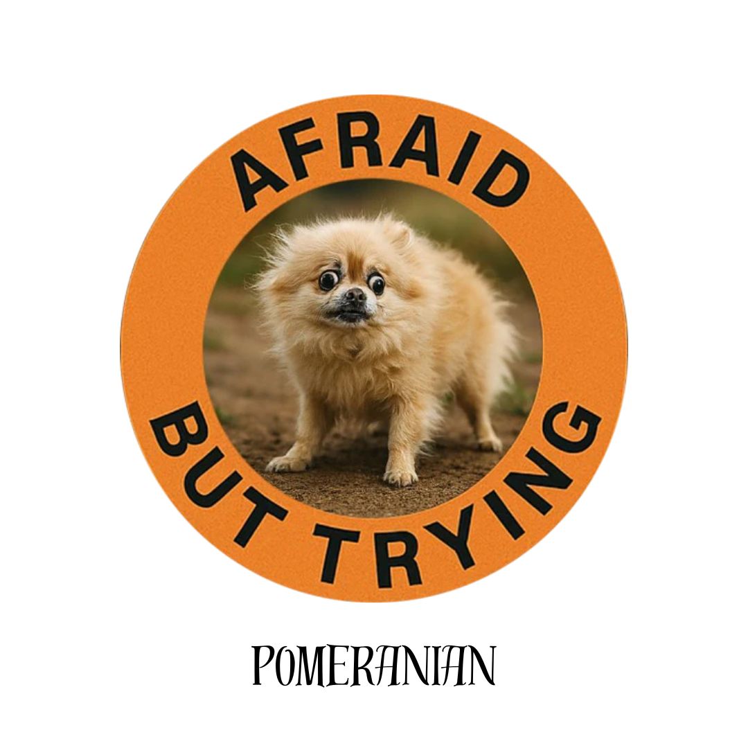 Pomeranian