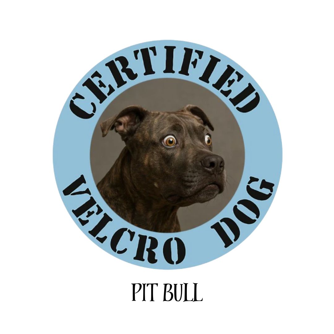 Pit Bull