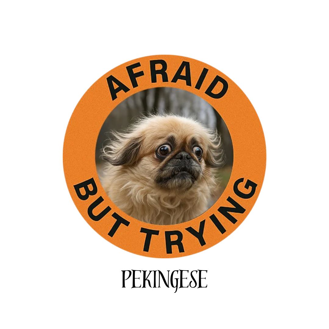 Pekingese