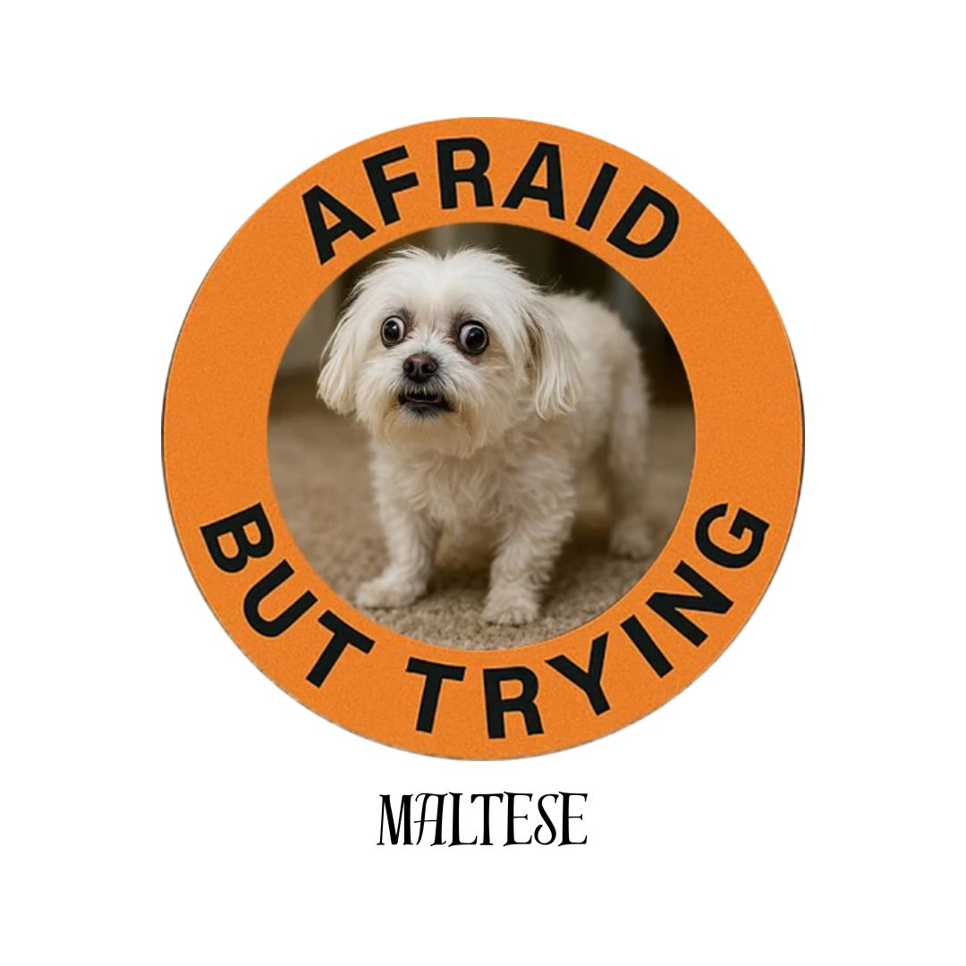 Maltese