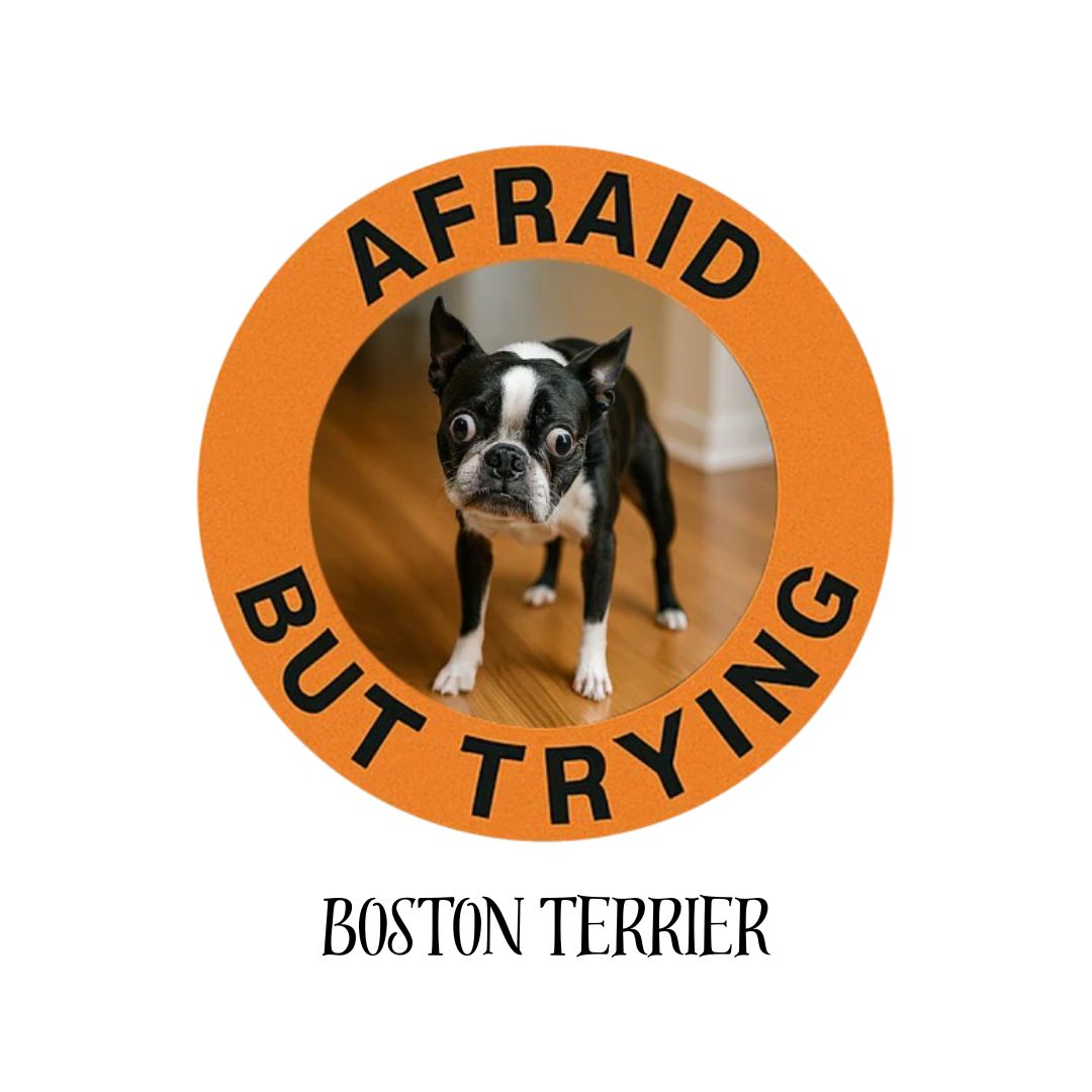 Boston terrier