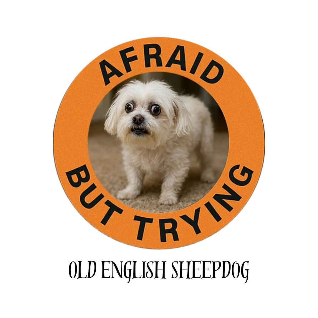Old English Sheepdog