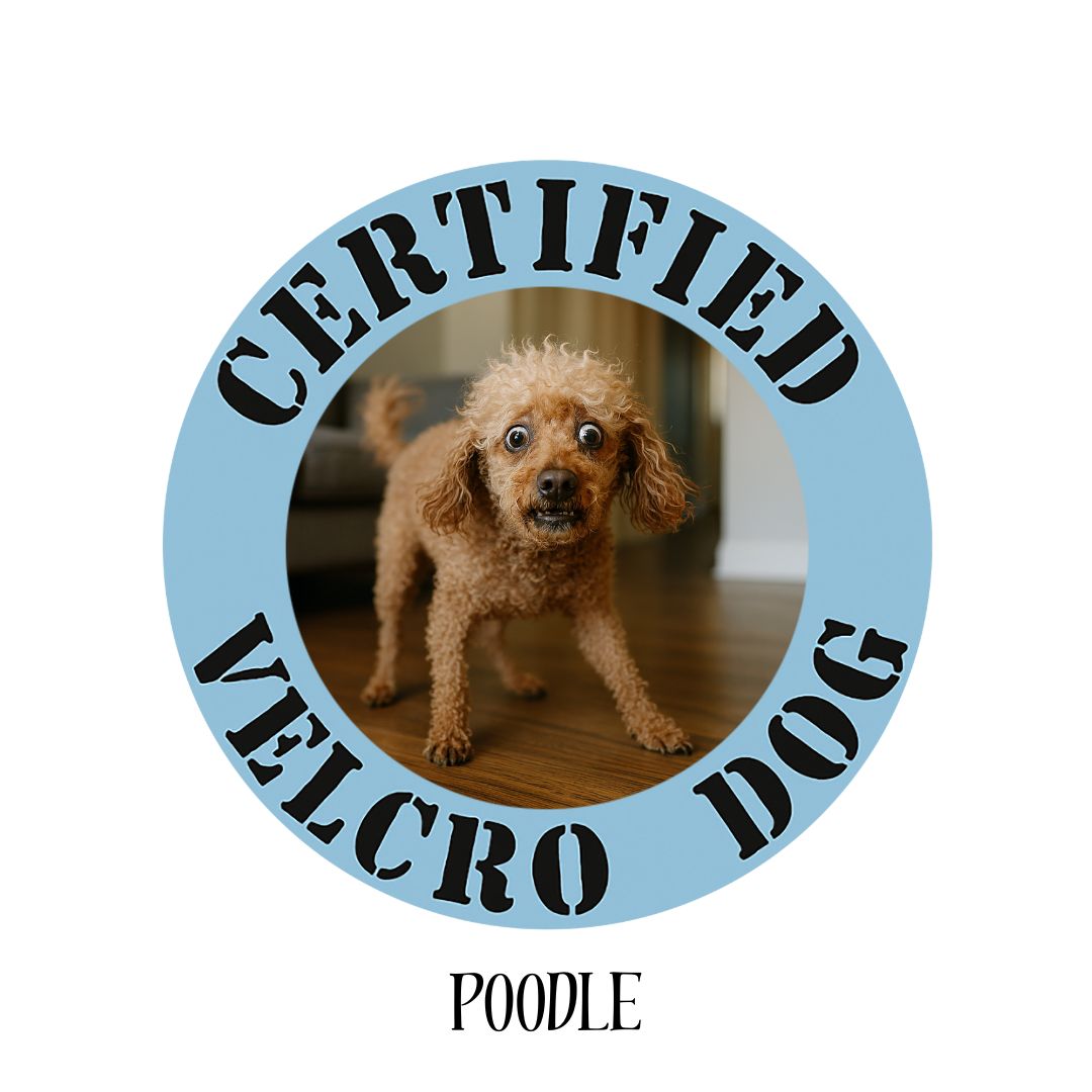 Poodle