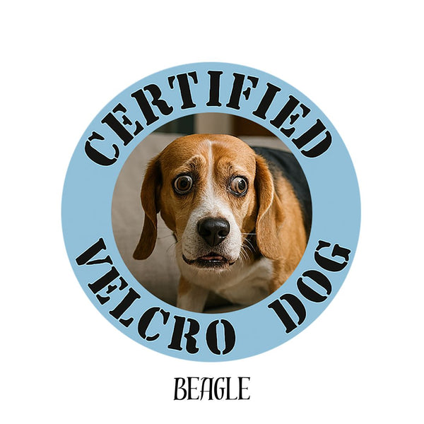 Beagle
