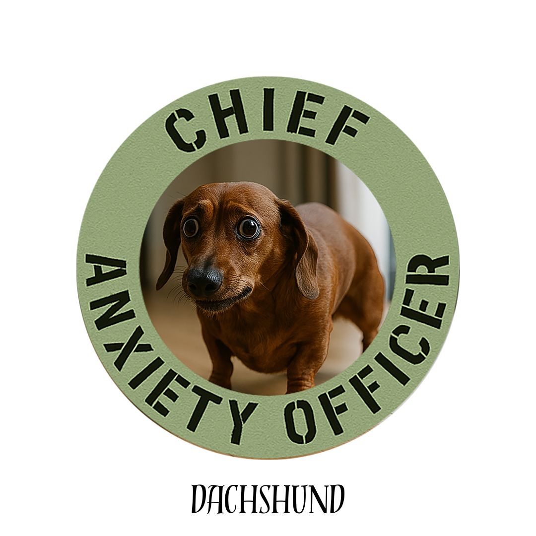 Dachshund