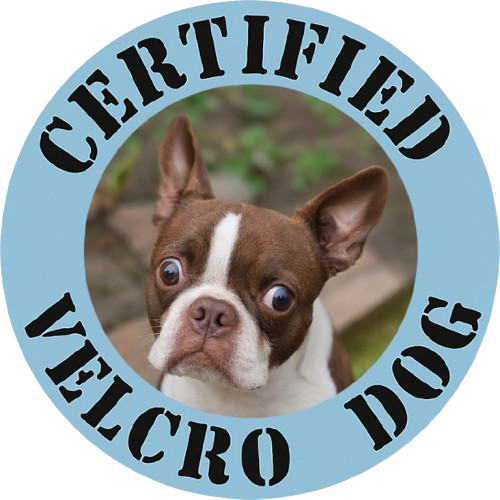 Certified Velcro Dog T-Shirt — Funny Boston Terrier Pet Tee
