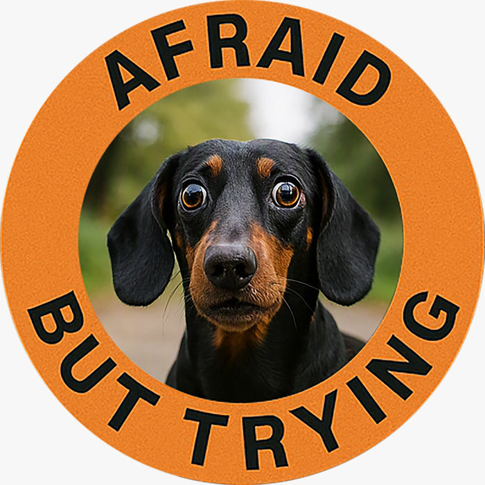 T-Shirt — 'Afraid But Trying' Dachshund Graphic Tee