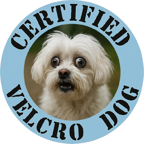 Maltese Certified Velcro Dog T‑Shirt — Funny Pet Lover Tee with Cute Pup Portrait